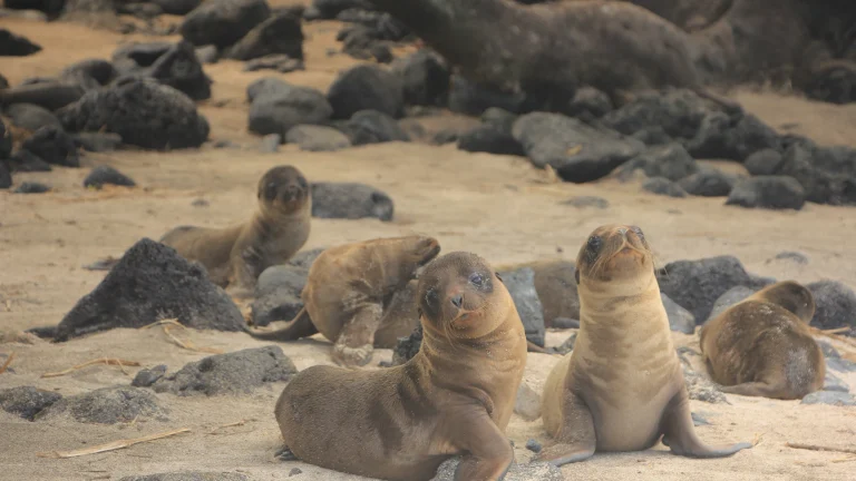 Crías de lobo marino descansando en una playa de rocas volcánicas